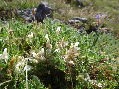 Astragalus sempervirens, photographed by Thomas Koffel