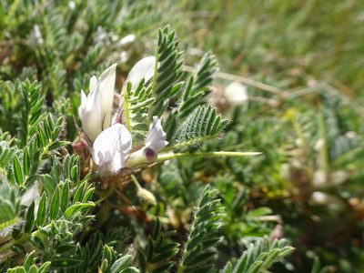 Astragalus sempervirens, photographed by Thomas Koffel