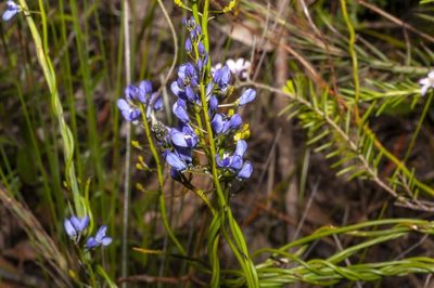 Comesperma ciliatum, photographed by dhfischer