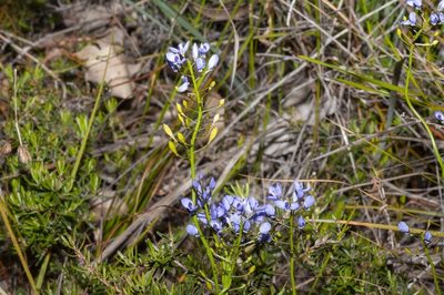 Comesperma ciliatum, photographed by dhfischer