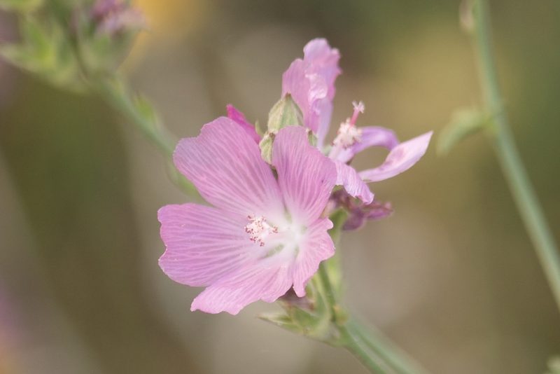 Sidalcea oregana, photographed by Diego Blanco