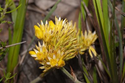 Conostylis laxiflora, photographed by dhfischer