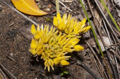 Conostylis laxiflora, photographed by dhfischer