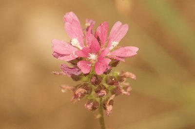 Sidalcea oregana, photographed by Diego Blanco