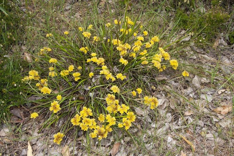 Conostylis laxiflora, photographed by dhfischer