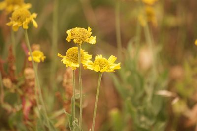Helenium bigelovii, photographed by Diego Blanco