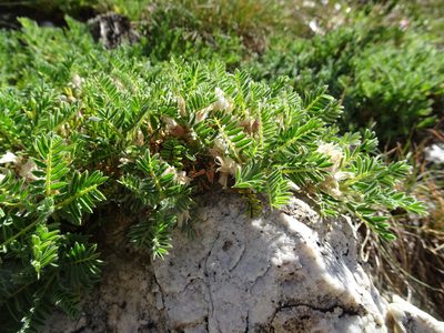 Astragalus sempervirens, photographed by Thomas Koffel