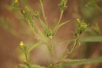 Madia glomerata, photographed by Diego Blanco