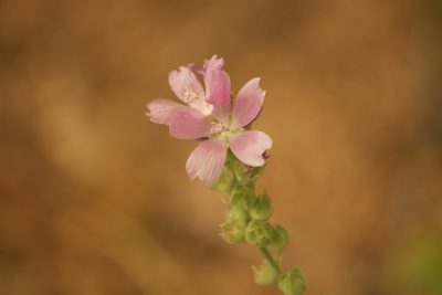 Sidalcea oregana, photographed by Diego Blanco