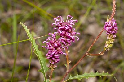 Grevillea quercifolia, photographed by dhfischer