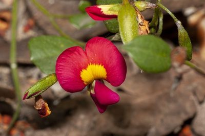 Chorizema rhombeum, photographed by dhfischer
