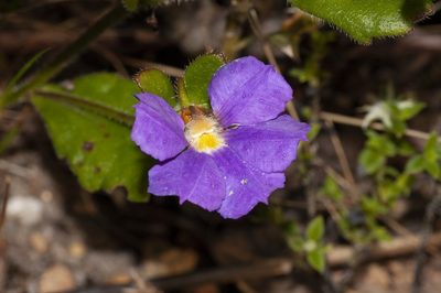 Scaevola calliptera, photographed by dhfischer