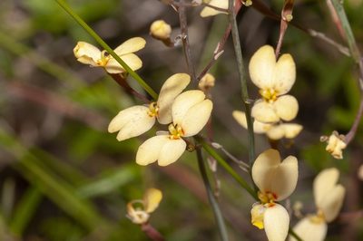 Stylidium spathulatum, photographed by dhfischer