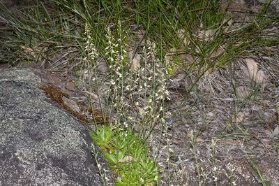Stylidium spathulatum, photographed by dhfischer