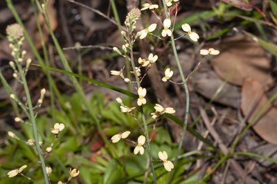 Stylidium spathulatum, photographed by dhfischer