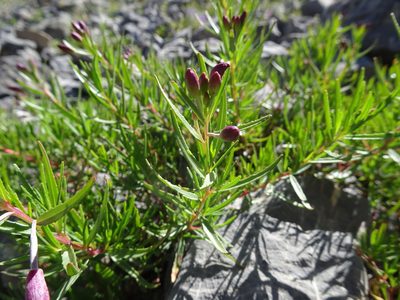 Epilobium fleischeri, photographed by Thomas Koffel