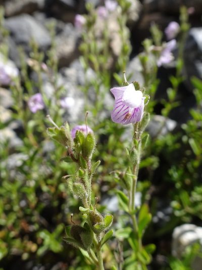 Veronica fruticulosa, photographed by Thomas Koffel