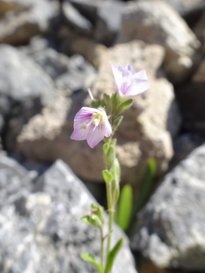 Veronica fruticulosa, photographed by Thomas Koffel