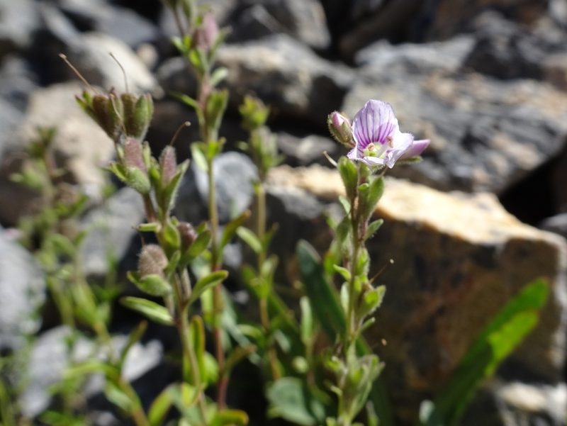 Veronica fruticulosa, photographed by Thomas Koffel