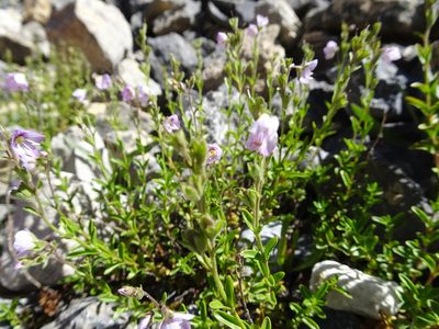 Veronica fruticulosa, photographed by Thomas Koffel
