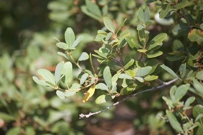 Quercus vacciniifolia, photographed by Diego Blanco