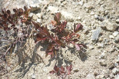 Vaccinium cespitosum, photographed by Diego Blanco