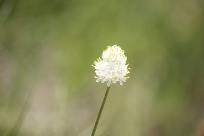 Triantha occidentalis, photographed by Diego Blanco