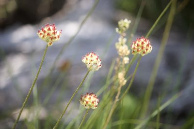 Triantha occidentalis, photographed by Diego Blanco