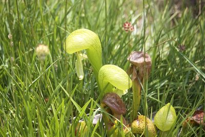 Darlingtonia californica, photographed by Diego Blanco