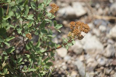 Spiraea splendens, photographed by Diego Blanco
