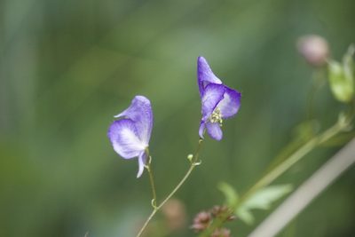 Aconitum columbianum, photographed by Diego Blanco
