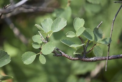 Amelanchier utahensis, photographed by Diego Blanco