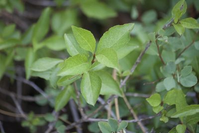 Lonicera conjugialis, photographed by Diego Blanco