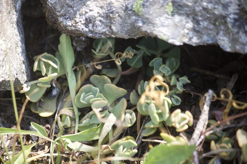 Sedum kiersteadiae, photographed by Diego Blanco