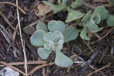 Sedum kiersteadiae, photographed by Diego Blanco