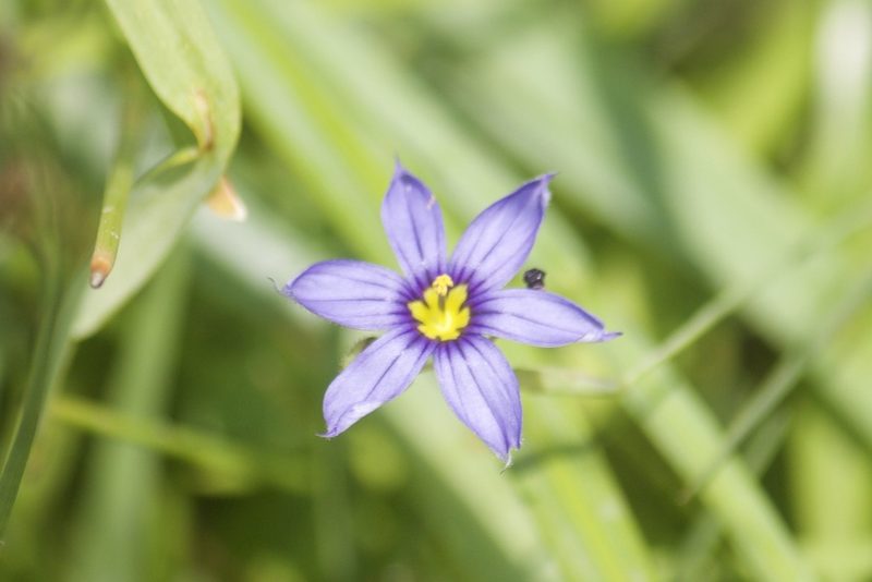 Sisyrinchium idahoense, photographed by Diego Blanco