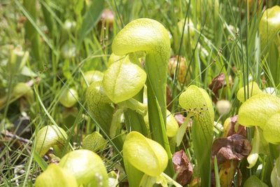 Darlingtonia californica, photographed by Diego Blanco