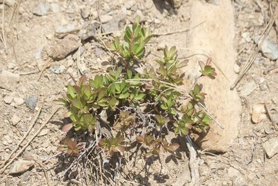 Vaccinium cespitosum, photographed by Diego Blanco