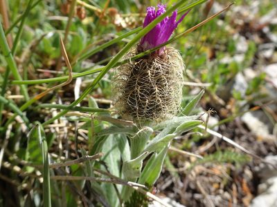 Centaurea nervosa, photographed by Thomas Koffel