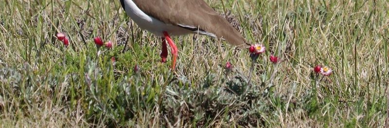 Achyranthemum affine, photographed by Dave Brown