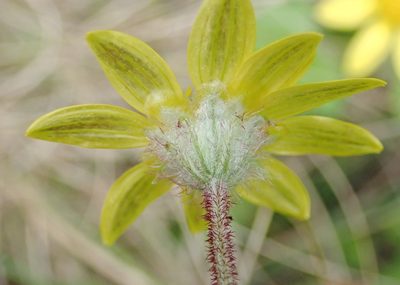 Arctotis perfoliata, photographed by Nicola van Berkel