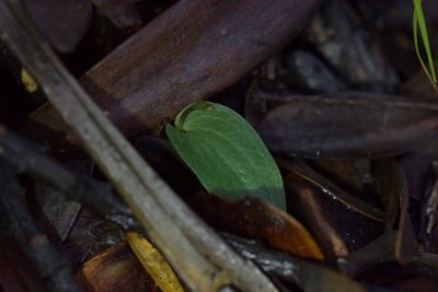 Cyrtostylis oblonga, photographed by Christopher Stephens