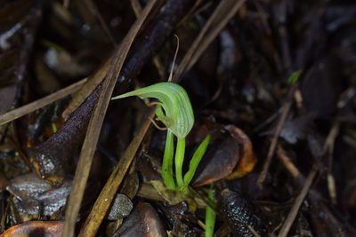 Pterostylis agathicola, photographed by Christopher Stephens