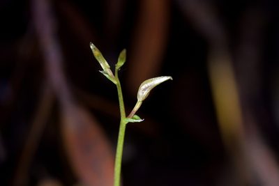 Cyrtostylis oblonga, photographed by Christopher Stephens