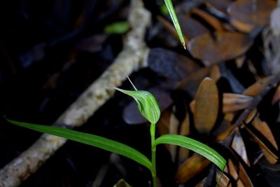 Pterostylis agathicola, photographed by Christopher Stephens