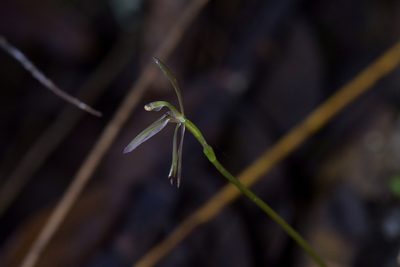 Cyrtostylis oblonga, photographed by Christopher Stephens