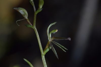 Cyrtostylis oblonga, photographed by Christopher Stephens