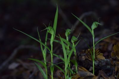 Pterostylis agathicola, photographed by Christopher Stephens