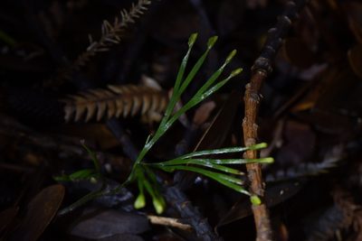 Schizaea dichotoma, photographed by Christopher Stephens