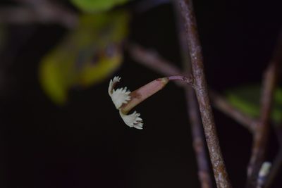 Alseuosmia banksii, photographed by Christopher Stephens